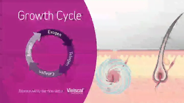 Viviscal Hair Growth Cycle 4 stages